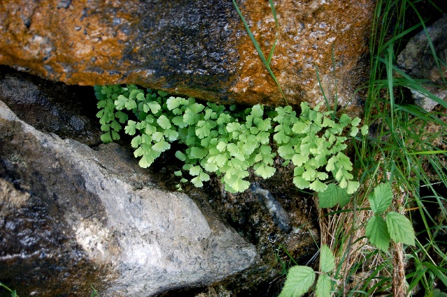 Adiantum capillus-veneris